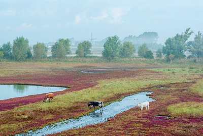 BUITEN BEELD Foto: 218315