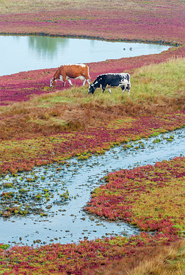 BUITEN BEELD Foto: 218318