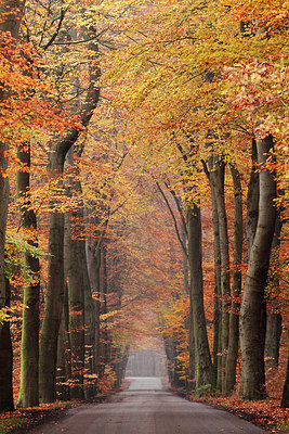 BUITEN BEELD Foto: 218350