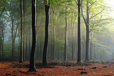 BUITEN BEELD Foto: 218357