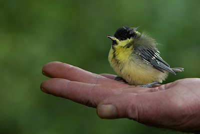 BUITEN BEELD Foto: 218370