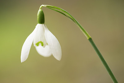 BUITEN BEELD Foto: 218373