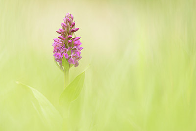 BUITEN BEELD Foto: 218390