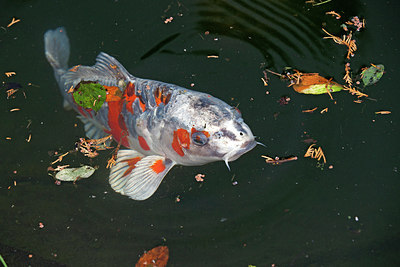 BUITEN BEELD Foto: 218423