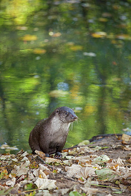 BUITEN BEELD Foto: 218454