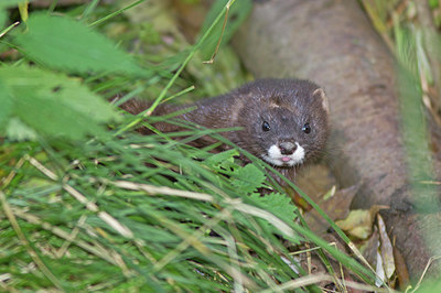 BUITEN BEELD Foto: 218460