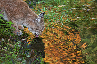 BUITEN BEELD Foto: 218467