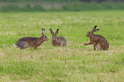 BUITEN BEELD Foto: 218479