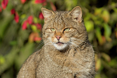 BUITEN BEELD Foto: 218482