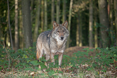 BUITEN BEELD Foto: 218483