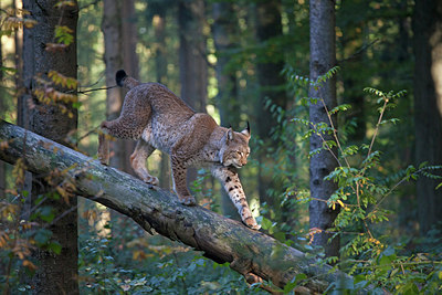 BUITEN BEELD Foto: 218484
