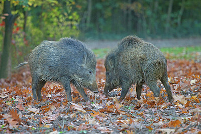 BUITEN BEELD Foto: 218487