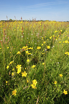 BUITEN BEELD Foto: 218497