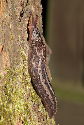 BUITEN BEELD Foto: 218501