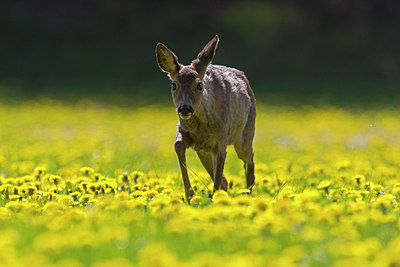 BUITEN BEELD Foto: 218505