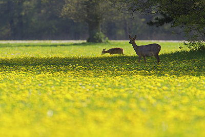 BUITEN BEELD Foto: 218506