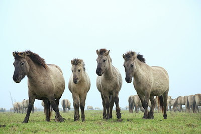 BUITEN BEELD Foto: 218517