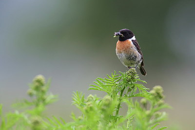 BUITEN BEELD Foto: 218523