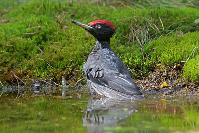 BUITEN BEELD Foto: 218525