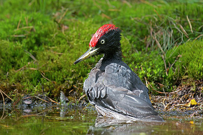 BUITEN BEELD Foto: 218528