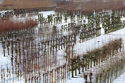 BUITEN BEELD Foto: 218535