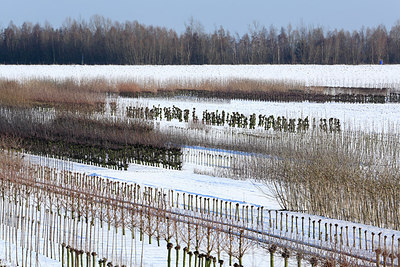 BUITEN BEELD Foto: 218540