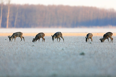 BUITEN BEELD Foto: 218560