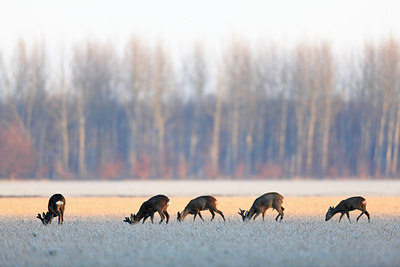 BUITEN BEELD Foto: 218561