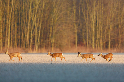 BUITEN BEELD Foto: 218562