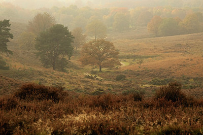 BUITEN BEELD Foto: 218567