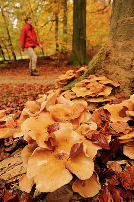 BUITEN BEELD Foto: 218574