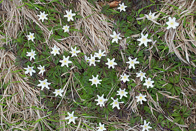 BUITEN BEELD Foto: 218581