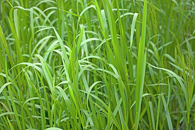 BUITEN BEELD Foto: 218602