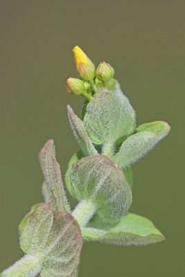 BUITEN BEELD Foto: 218604