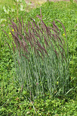 BUITEN BEELD Foto: 218614