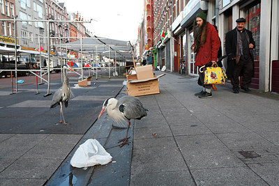 BUITEN BEELD Foto: 218627