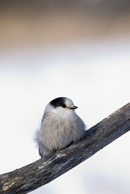 BUITEN BEELD Foto: 218813