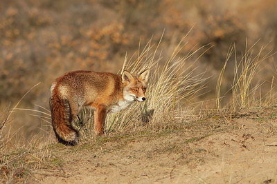 BUITEN BEELD Foto: 218818