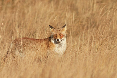 BUITEN BEELD Foto: 218819