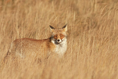 BUITEN BEELD Foto: 218819