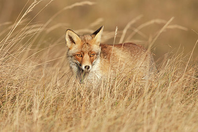 BUITEN BEELD Foto: 218824