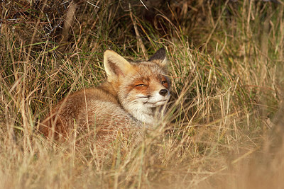 BUITEN BEELD Foto: 218828