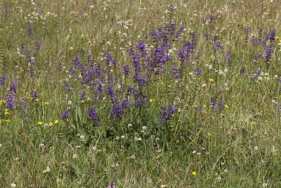 BUITEN BEELD Foto: 218841