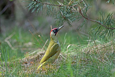 BUITEN BEELD Foto: 218853