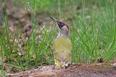 BUITEN BEELD Foto: 218856