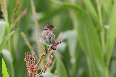 BUITEN BEELD Foto: 218857