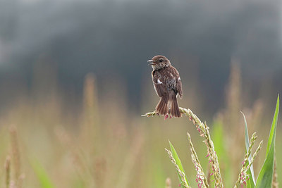 BUITEN BEELD Foto: 218858