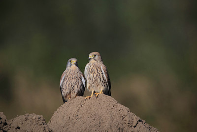 BUITEN BEELD Foto: 218860
