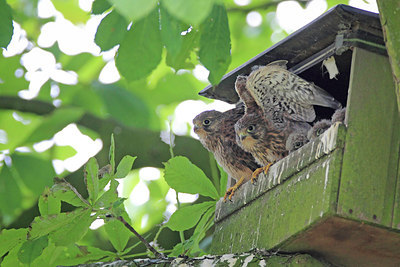 BUITEN BEELD Foto: 218861