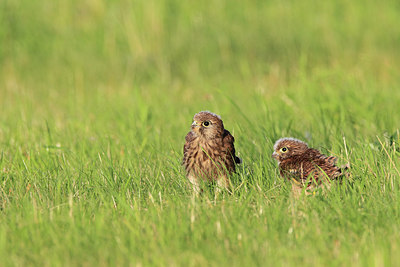 BUITEN BEELD Foto: 218864